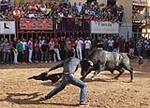 Almassora despide las exhibiciones taurinas con lleno a rebosar