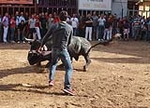 Almassora despide las exhibiciones taurinas con lleno a rebosar