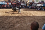 Almassora despide las exhibiciones taurinas con lleno a rebosar