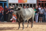 Almassora despide las exhibiciones taurinas con lleno a rebosar