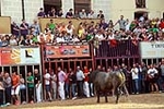 Almassora despide las exhibiciones taurinas con lleno a rebosar