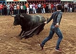 Almassora despide las exhibiciones taurinas con lleno a rebosar