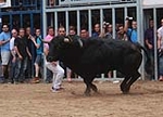 Almassora despide las exhibiciones taurinas con lleno a rebosar