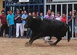 Almassora despide las exhibiciones taurinas con lleno a rebosar