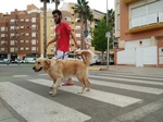 Burriana inicia una campaña para censar al 75% de los perros que aún no están censados 