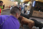 Las reses de Fernando Mansilla divierten la tarde de martes de Les Penyes en Festes