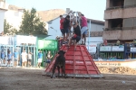 Las reses de Fernando Mansilla divierten la tarde de martes de Les Penyes en Festes