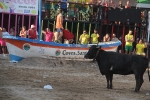 Las reses de Fernando Mansilla divierten la tarde de martes de Les Penyes en Festes