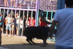 Burriana vibra con el encierro de toros embolados