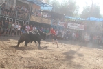 Burriana vibra con el encierro de toros embolados