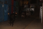 Betxí inicia les exhibicions taurines amb ple de gent i un esglai
