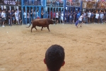 Betxí cierra el capítulo taurino con dos espectaculares toros