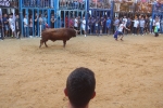 Betxí cierra el capítulo taurino con dos espectaculares toros
