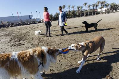 El Ayuntamiento de Castelln abre la playa para perros