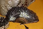 'Borgoña' y 'ciruela', los colores de los trajes de las Reinas Falleras de Burriana 2018