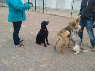 Nules imparteix per primera vegada xerrades educatives sobre mascotes