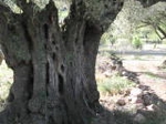 Son moltes les oliveres mil·lenàries a Vilafamés