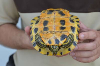El Consorcio ro Mijares inicia la campaa de control de tortugas exticas en el paisaje protegido