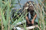 El Consorcio río Mijares inicia la campaña de control de tortugas exóticas en el paisaje protegido