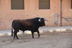 Vila-real cierra el capítulo taurino de las fiestas de Sant Pasqual
