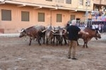 Vila-real cierra el capítulo taurino de las fiestas de Sant Pasqual