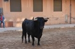 Vila-real cierra el capítulo taurino de las fiestas de Sant Pasqual