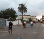 Comienzan las vaquillas por las calles de la Playa Casablanca de Almenara