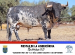 Burriana exhibir 15 toros en la Misericrdia
