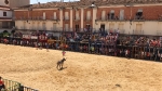 Nules recupera l'entrada de vaques en les festes patronals de Sant Bartomeu