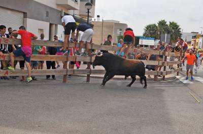 Vall d?Alba se convierte en la capital taurina de la provincia con su ya tradicional encierro de toros cerriles