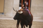 Susto, trifulca y toro a las corrales para acabar la Misericòrdia