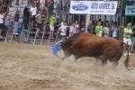 Susto, trifulca y toro a las corrales para acabar la Misericòrdia
