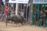 Susto, trifulca y toro a las corrales para acabar la Misericòrdia