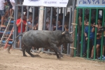 Susto, trifulca y toro a las corrales para acabar la Misericòrdia