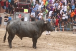 Susto, trifulca y toro a las corrales para acabar la Misericòrdia