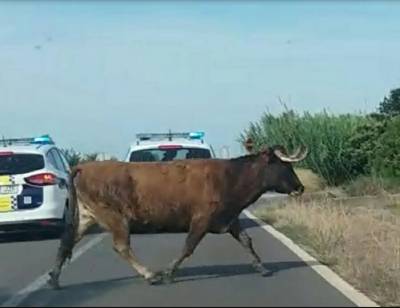 La alcaldesa reconoce que de la vaca no se tiene ni rastro