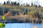 El avistamiento de aves en la desembocadura del Millars distinguirá la oferta turística de Almassora