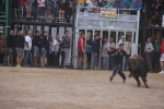 El bou en corda torna a Les Alqueries