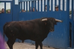 El bou en corda torna a Les Alqueries