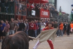 El bou en corda torna a Les Alqueries