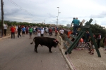 El bou en corda torna a Les Alqueries