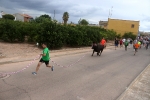 El bou en corda torna a Les Alqueries