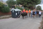 El bou en corda torna a Les Alqueries