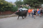 El bou en corda torna a Les Alqueries