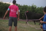 El bou en corda torna a Les Alqueries