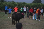 El bou en corda torna a Les Alqueries