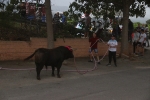 El bou en corda torna a Les Alqueries
