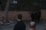El bou en corda torna a Les Alqueries