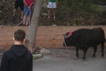 El bou en corda torna a Les Alqueries