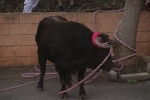 El bou en corda torna a Les Alqueries